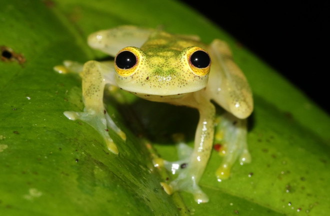 Glass Frog