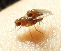 Flymating.jpg