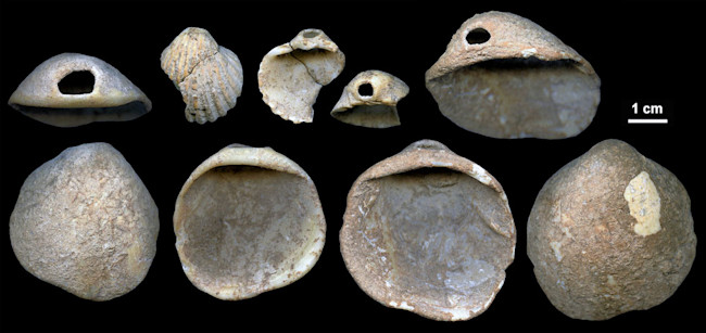 shells.jpg
