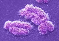 chromosome.jpg