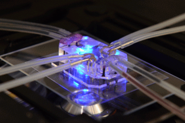 lung-chip.gif