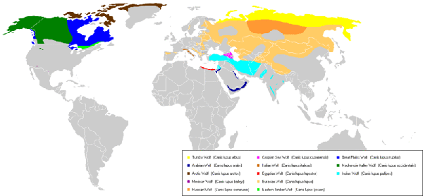 800px-Present_distribution_of_wolf_subspecies.gif