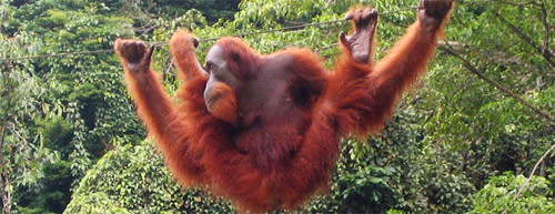 Orang-utan2.jpg