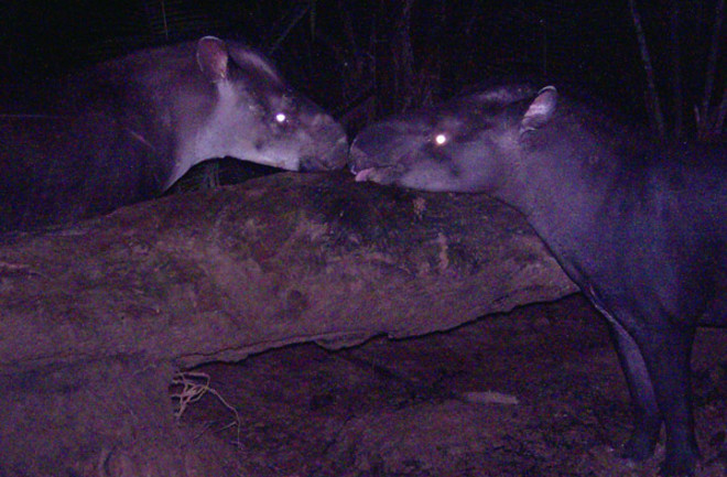 Kobomani-tapir-photo.jpg