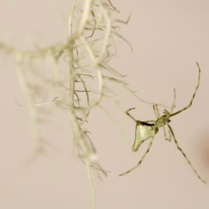 White-stick-spider-Ariamnes-corniger-ecomorph-from-Maui-CREDIT-George-Roderick-300x300.jpg