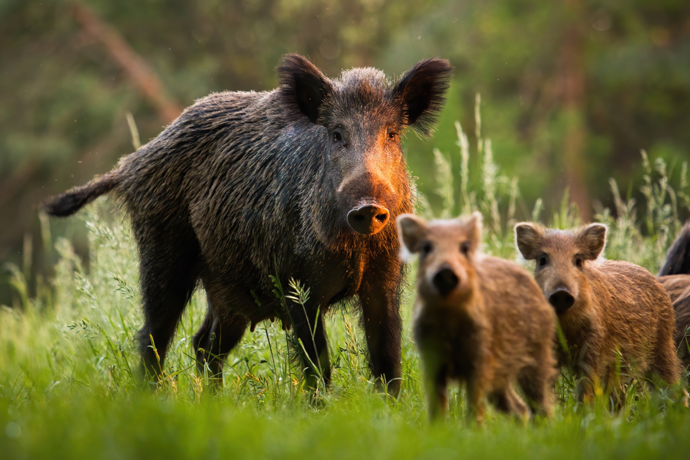 Pourquoi les cochons sauvages d’Allemagne sont-ils si radioactifs ?
