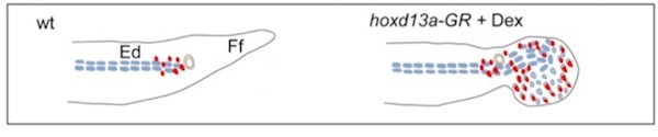 Freitas-hand-diagram.jpg