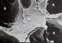 biologyof-microb.jpg