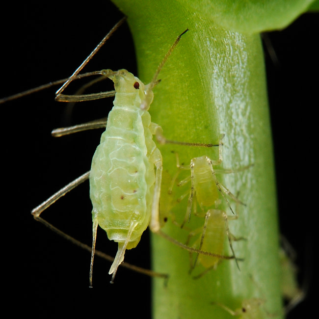 Acyrthosiphon_pisum_pea_aphid-PLoS.jpg