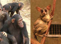 600px-galago_senegalensis.jpg
