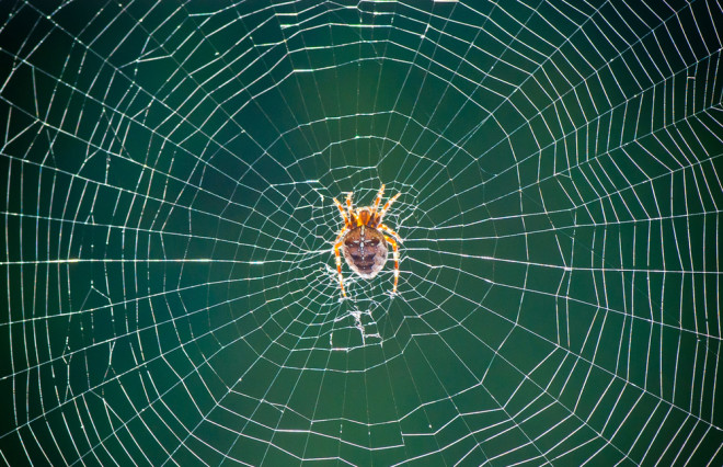 Orb-weaver spider uses web to capture sounds
