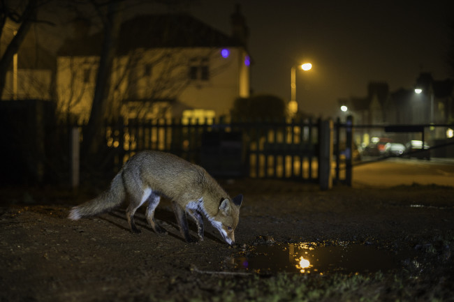 Urban fox scavenging at night