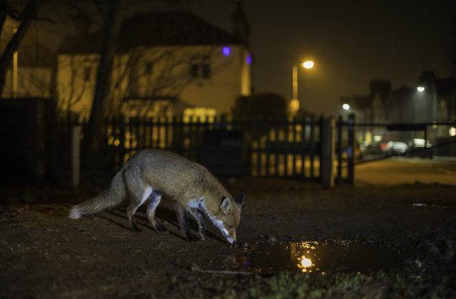 Urban fox scavenging at night
