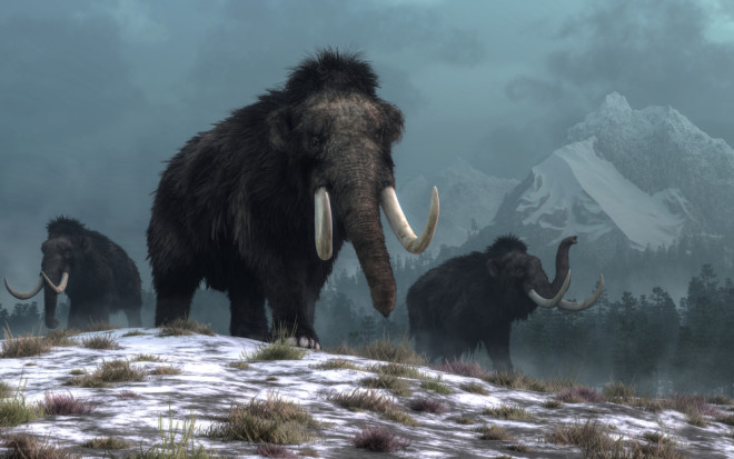 Extinct woolly mammoth