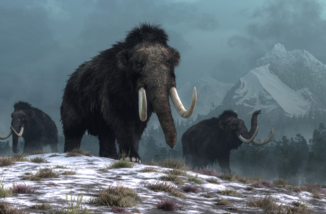 Extinct woolly mammoth