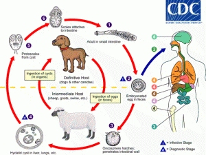 echinococcus_lifecycle-300x225.gif