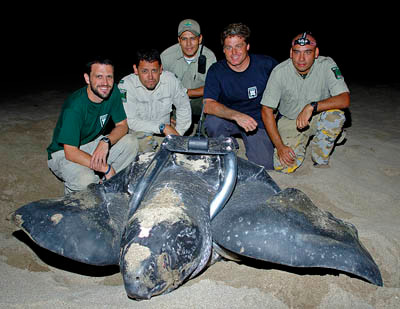 Tagged_turtle_w_ParkGuards_c_JBradley.jpg