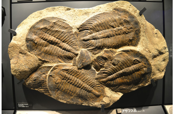 Fossil of Asaphida at the National Museum of Nature and Science Tokyo- shutterstock