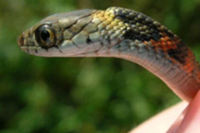 20070130_snake.jpg