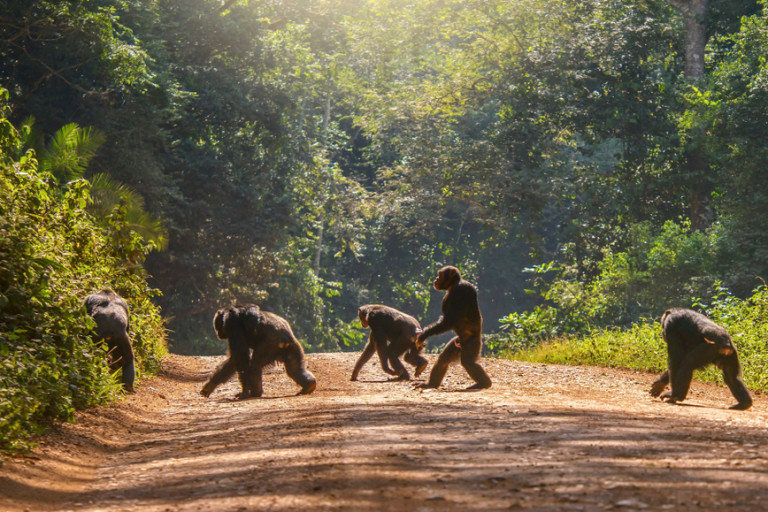 How Closely-Related Are Humans to Apes?