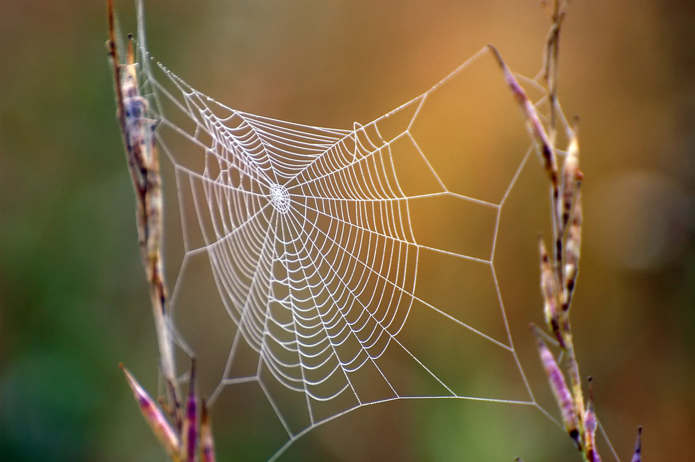 What are spider webs used for?