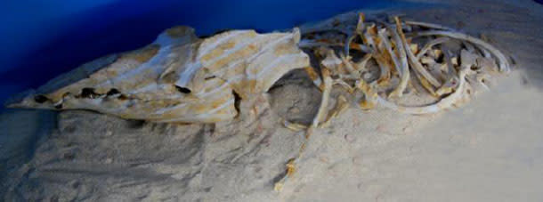 Aegyptocetus.jpg