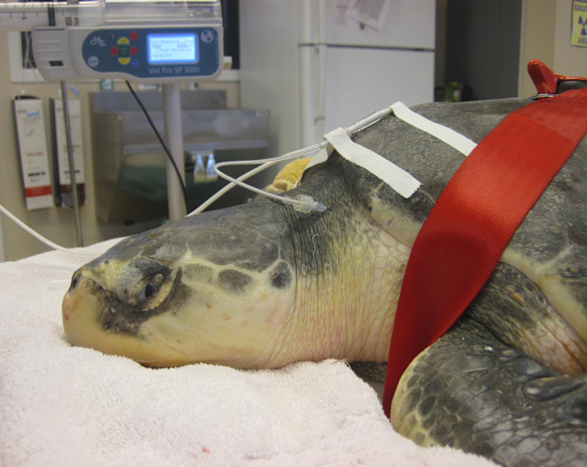 Health Care for Sea Turtles Just Got a Shot in the Flipper | Discover ...