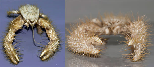 Yeti_crab.jpg