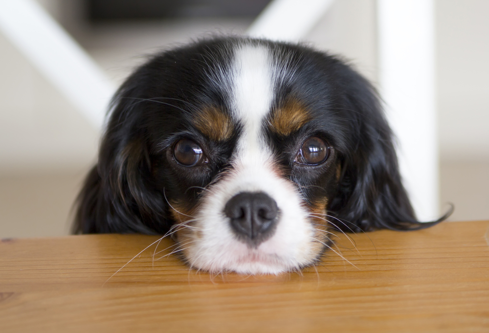 is it bad to stare a dog in the eyes