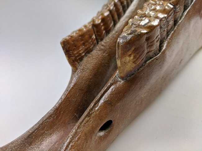 horse teeth