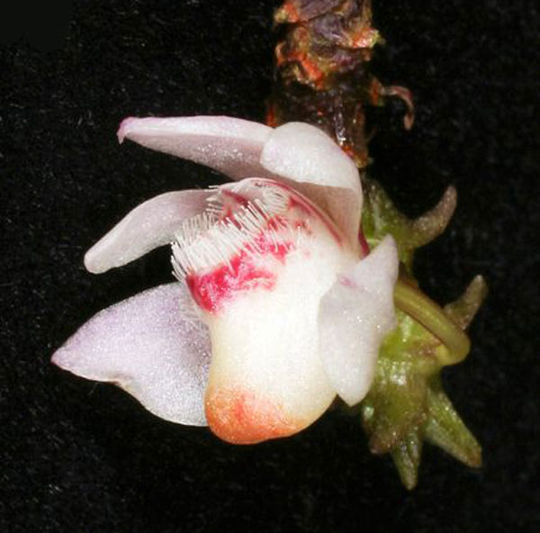 borneo-high-altitude-orchid.jpg