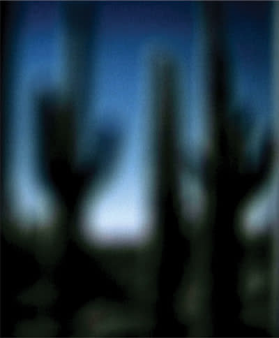 cactusfuzzy.jpg