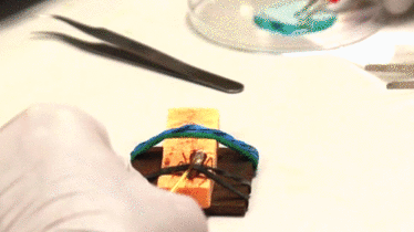 assassin-bug-milkin.gif