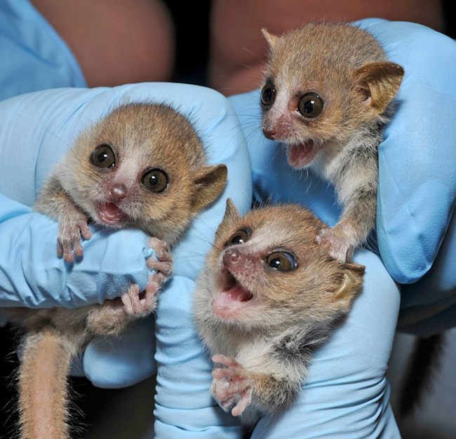 baby-lemurs.jpg