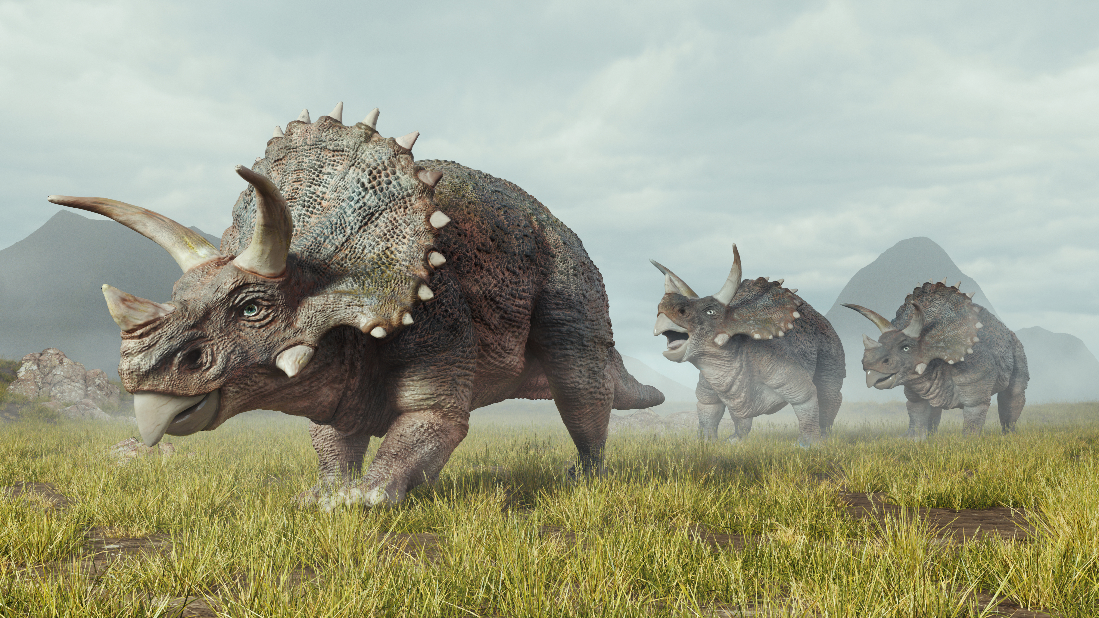 5 faits sur le Triceratops Horridus