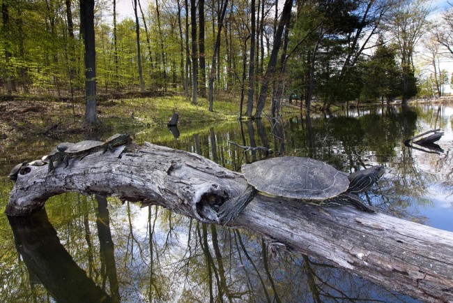 I Spy On Turtles Having Sex With 3DPrinted Turtle Sex Dolls Discover