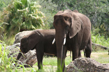 african-elephants220.jpg