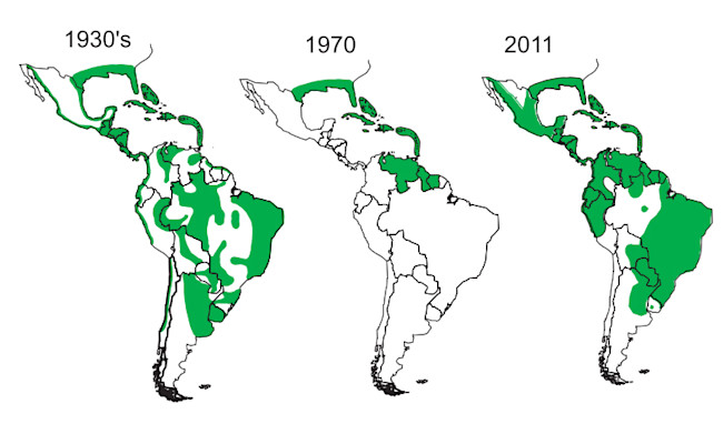 reforestation_aedes_aegypti.jpg