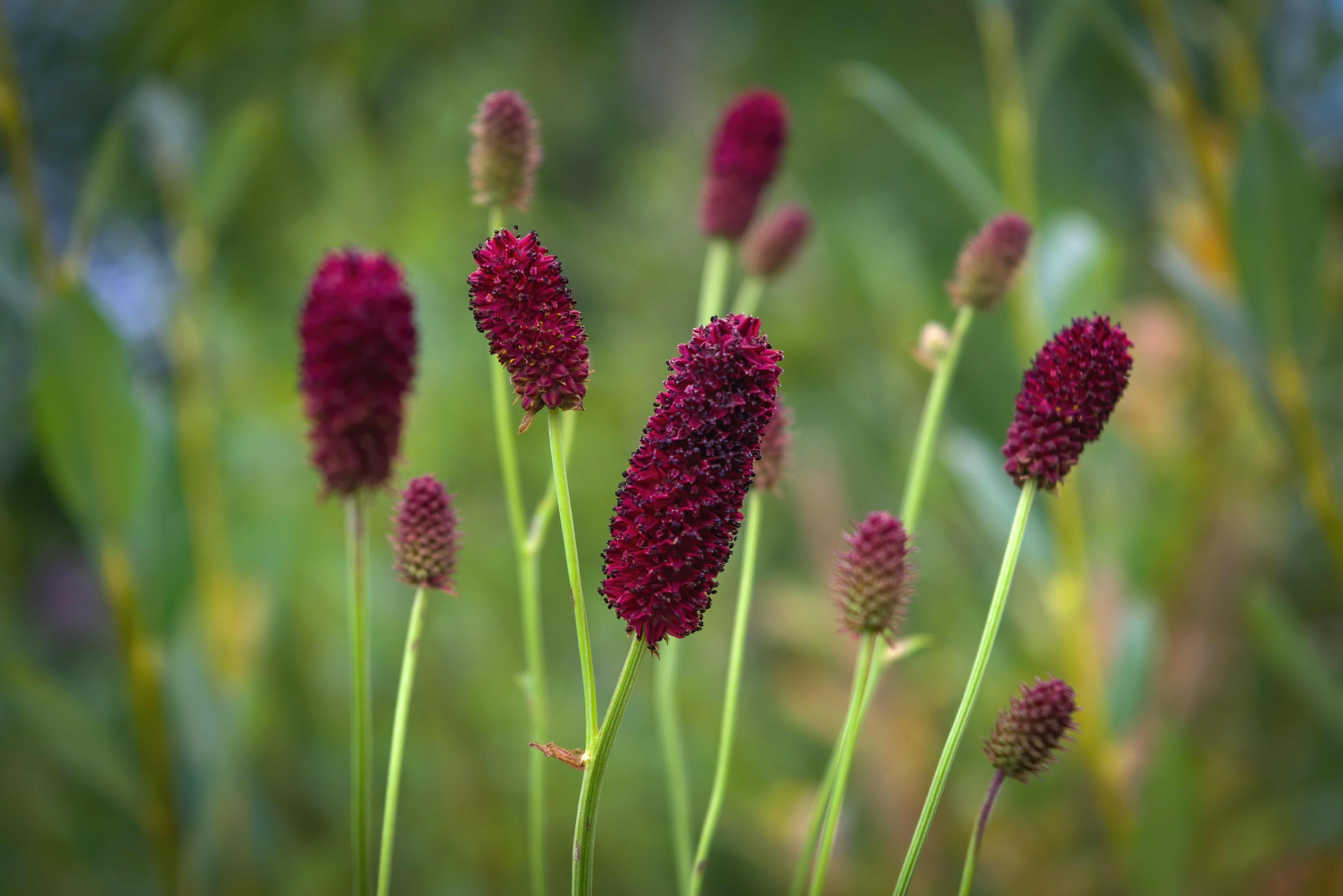 gymnosperm flower