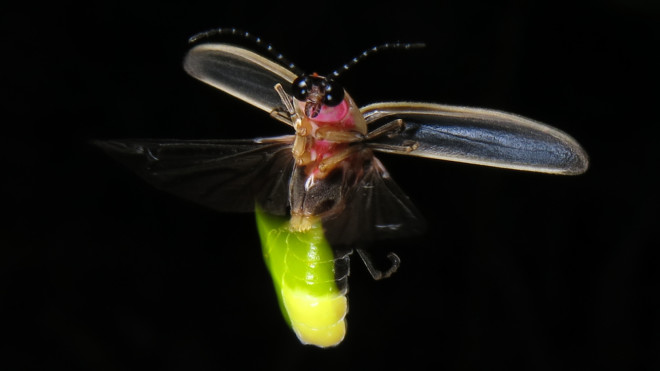 Photinus pyralis firefly