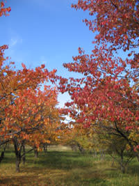 Redtrees.jpg