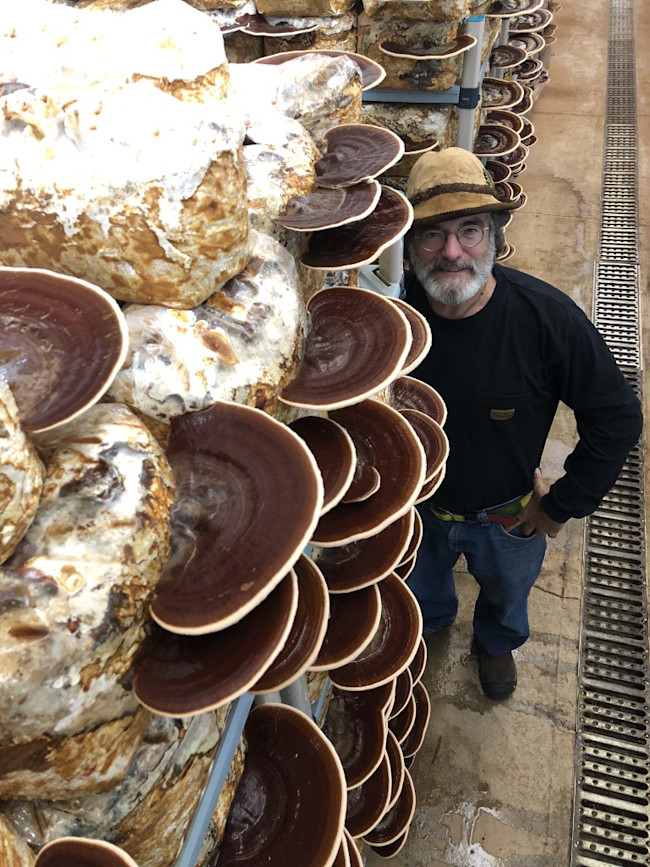 Paul Stamets with cultivated fruitbodies of red Reishi, Ganoderma resinaceum, and wearing a hat made of Amadou, Fomes fomentarius. Extracts from the cultures of these two polypore mushroom species reduced viruses afflicting bees. Credit: Paul Taylor