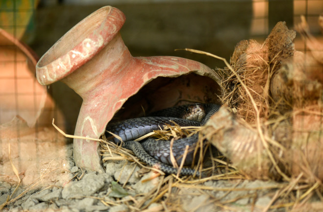 Snake in a pot