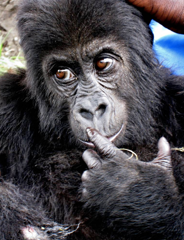 gorilla.png