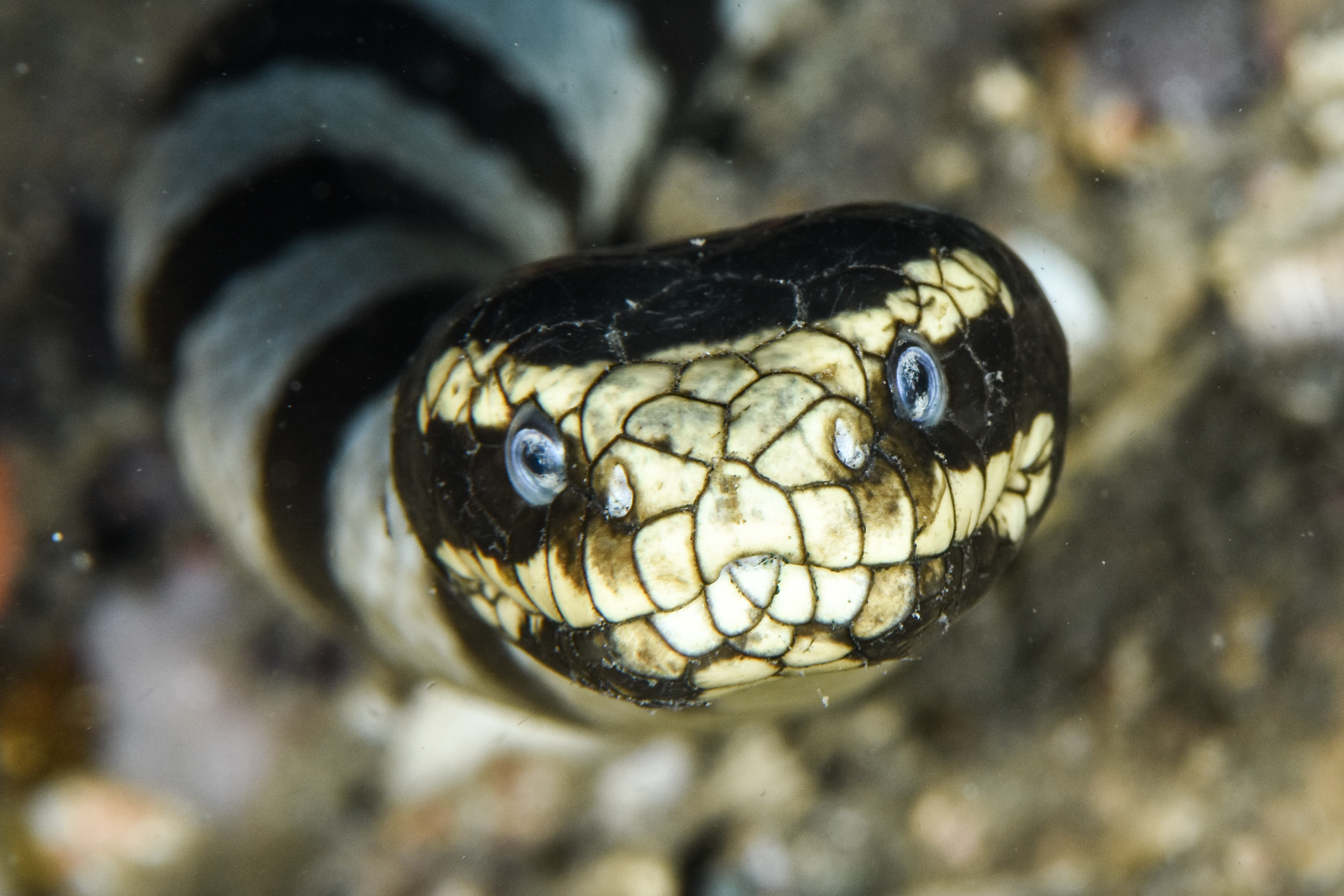 WHEN SNAKES FACE EACH OTHER 