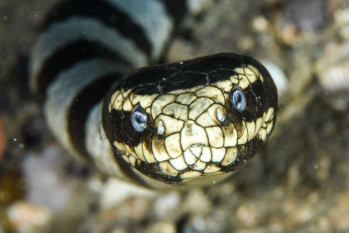 Sea snake, Types, Habitat, & Facts