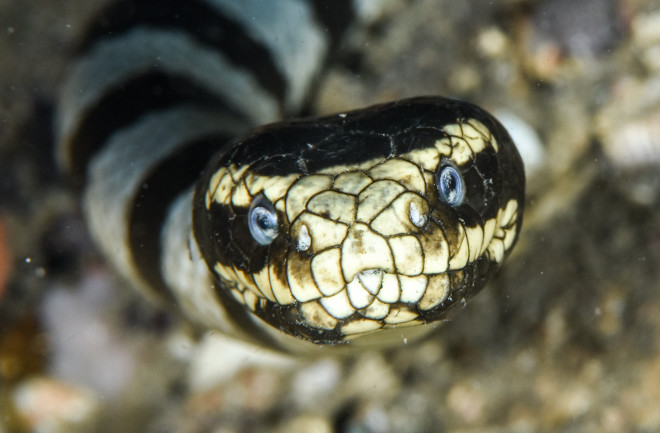 Up close of venemous sea snake face