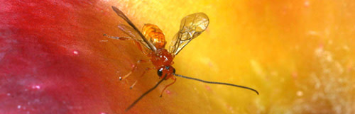 Diachasma_alloeneum.jpg