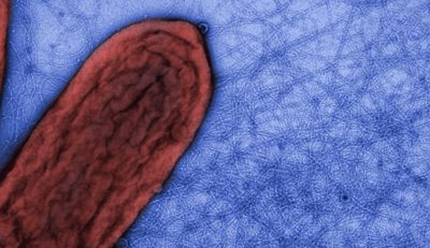 Geobacter.gif