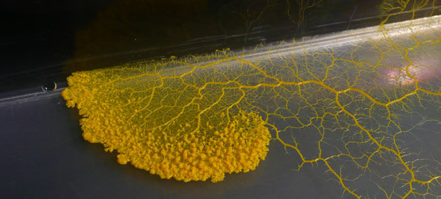 #71: Slime Molds Show Surprising Degree of Intelligence | Discover Magazine